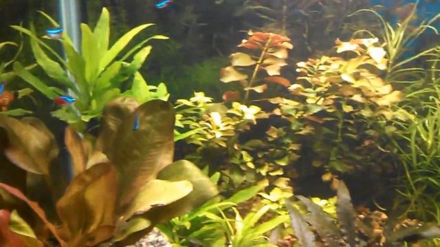 Аквариум Jebo R210 и его обитатели, две недели после запуска аквариума смотреть онлайн