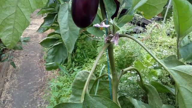 ПОДКОРМКИ БАКЛАЖАНОВ смотреть онлайн