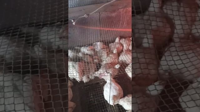 Вес бройлера в 38-40 дней//Привесы