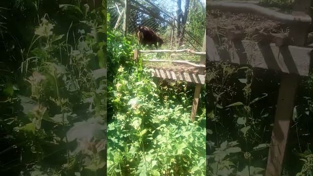 Як кормим нашу Розу.І як зробити так щоб 🐐 коза давала більше молока🇺🇦🇺🇦🇺🇦🇺🇦 смотреть онлайн