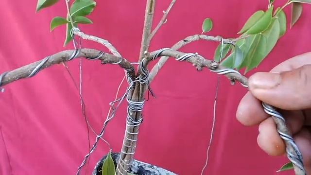 How to Fused Ficus Balete Bonsai Update смотреть онлайн