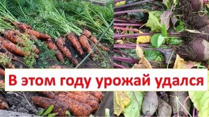 Как мы убирали свеклу и морковь