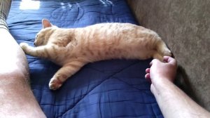 Разозлил кота