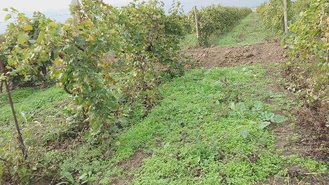 дальние дали 6 . смотреть онлайн