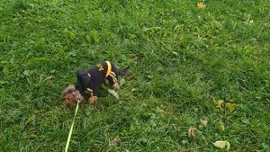 ,Dog Vlog: Йоркширский терьер. Иду с Йорком в магазин. Прогулка с Йорком.