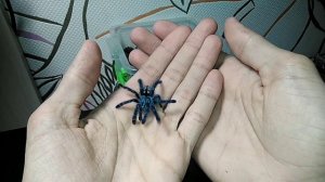 Пересадка caribena versicolor (ex. avicularia versicolor)