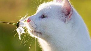 Тест от психологов-кошатников! Простое задание на ассоциацию, которое точно показывает характер