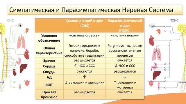 4.6. Соматическая и вегетативная нервная система
