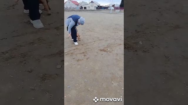 Щенок малинуа 2 месяца смотреть онлайн