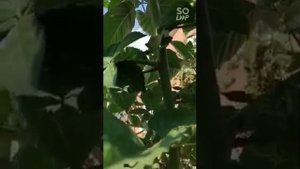 Ежевика, сорт Честер. Поздний сорт, но уражайный и вкусный. Живу в Башкирии г Октябрьский.