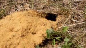 Крот копает