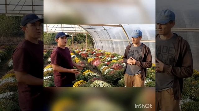 Хризантема в горшках особенности выращивания!!! смотреть онлайн