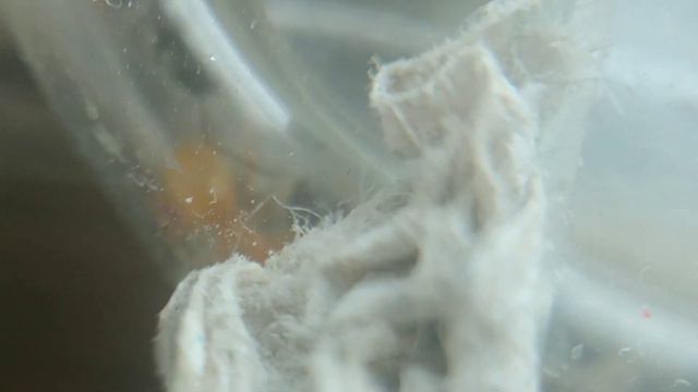 niger + Flaus , схрестить два вида вмести, что получится #flaus #niger смотреть онлайн