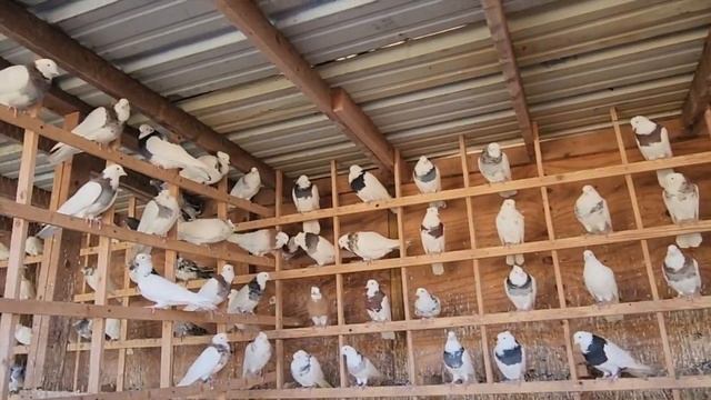 Коллекция голубей Маджида в США Атланта! #pigeons #tauben #göyərçinlər смотреть онлайн