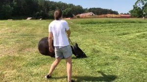 Vlog! Соревнования по конкуру. Первые 110см