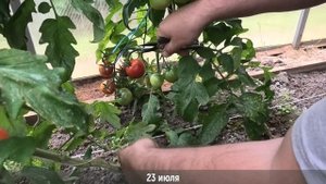 ? Томат Дачник| Один из моих любимых неприхотливых сортов