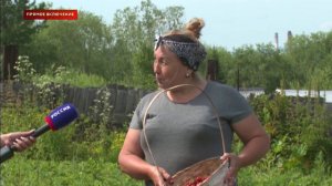 Прямое включение: в Байкальске в разгаре сезон клубники