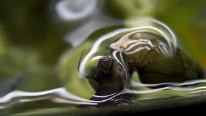 аквариум. грунтовая улитка мелания