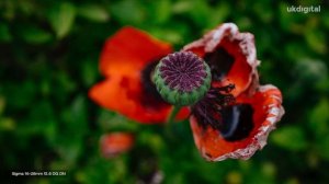 Sigma 16-28mm f2.8 DG DN Contemporary | UK Digital