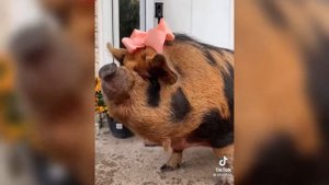 НЕРЕАЛЬНО СМЕШНОЙ КАБАН МЕГА РЖАЧНО