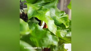 Папоротник Полиподиум трилобум вариегатный.mp4