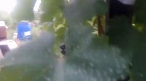 Виноград Кодрянка. Урожай 2017 года
