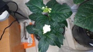 Гортензии в квартире. Влажность в квартире летом. Моя формула содержания гортензии 12.06.23