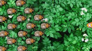 Корадо — враги пришли из штата колорадо! 10 секунд