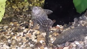 живые растения в аквариуме. и сомики  анциструсы.