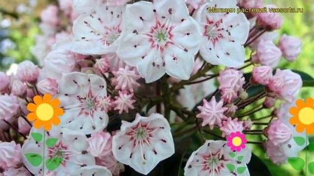 Кальмия широколистная Зебулон. Краткий обзор, описание характеристик Kalmia Latifolia Zebulon