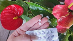 ВНЕСИ под АНТУРИУМ и даже самый слабый цветок оживет, позеленеет и пышно зацветет!