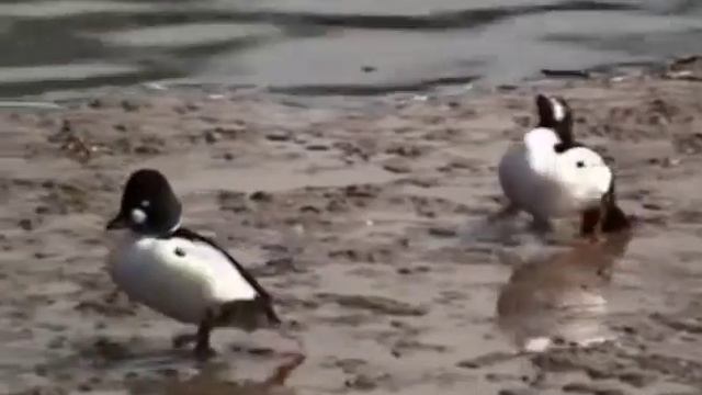 Угрожающее поведение самца утки гоголя (Bucephala clangula) смотреть онлайн