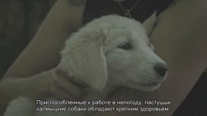 Калмыцкая пастушья собака барг