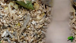 ЗООФОБУС!!!  ОТ ЛИЧИНКИ ДО ЖУКА. Разводим Сами