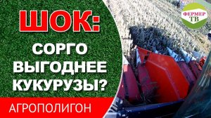 ШОК: сорго выгоднее кукурузы