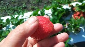 КАНТУС -сорт НСД июнь 2023г.Чем хорош?