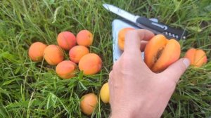 абрикос Цунамі, Вондер кот, Пріція, Майя кот, Ерлі ред оранж