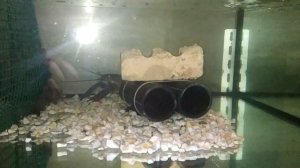 Разведение австралийского рака часть 2, посадка аккр в аквариум