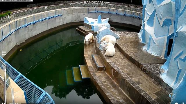 Герда охраняет сон медвежат 24.05.2020