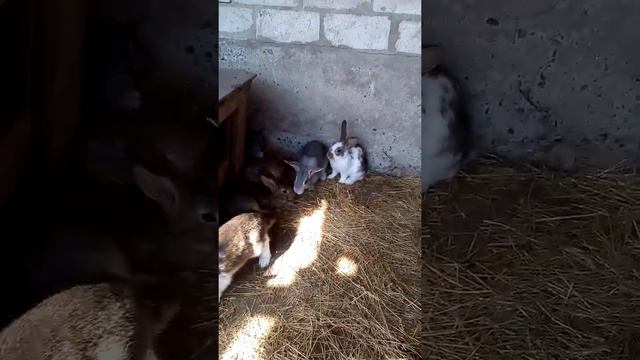 Можно Ли Кроликами  ПОЛЫНЬ смотреть онлайн