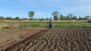Сажаем Картошку Год 2023