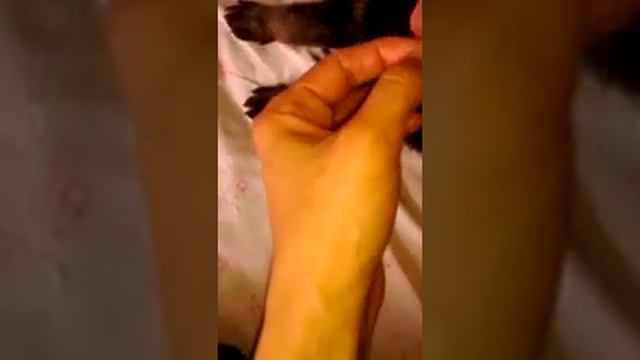 первый прикорм щенков ВЕО смотреть онлайн