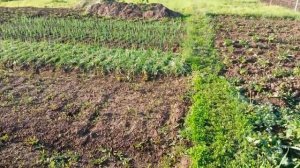 Мульчирование грядок скошенной травой.