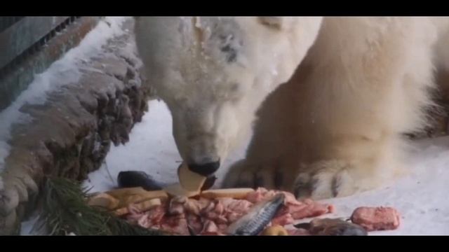 Белая медведица Симона...Polar bear Simona...(Центр воспроизводства редких животных, Волоколамск) смотреть онлайн