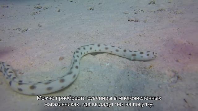 В каких странах за сувенир-ракушку можно нарваться на большие неприятности