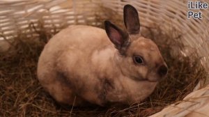 Обзор кафе с кроликами