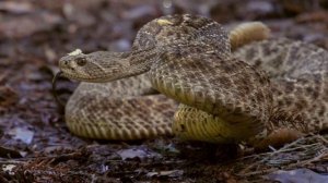 "Zоопарк": "Дикий Фрэнк в Калифорнии"