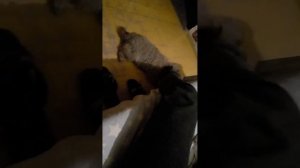 метис, Алабай и кавказская овчарка.