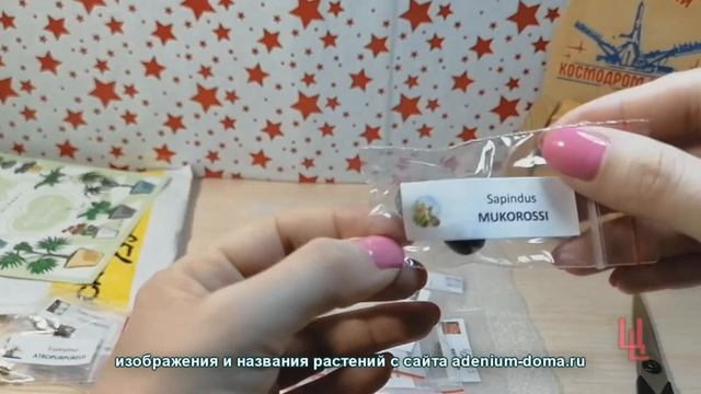 посылка №11 семена фикусов и суккулентов из интернет-магазина Адениум-Дома смотреть онлайн