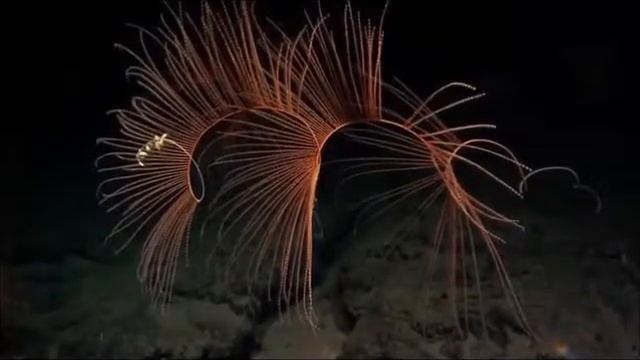 МИР ПРЕКРАСЕН! смотреть онлайн